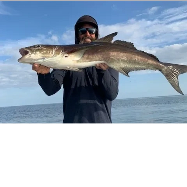 Cobia caught most frequently during the spring time on deep sea fishing charter here in New Smyrna Beach