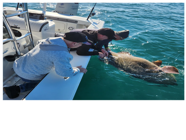 Clients caught this giant Goliath grouper while on a deep sea fishing trip