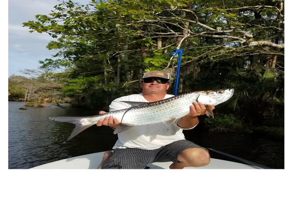 Tarpon caught by clients inshore fishing — these fish are very aggressive and jump a lot